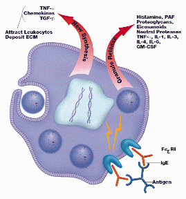 Mast Cell Tumors