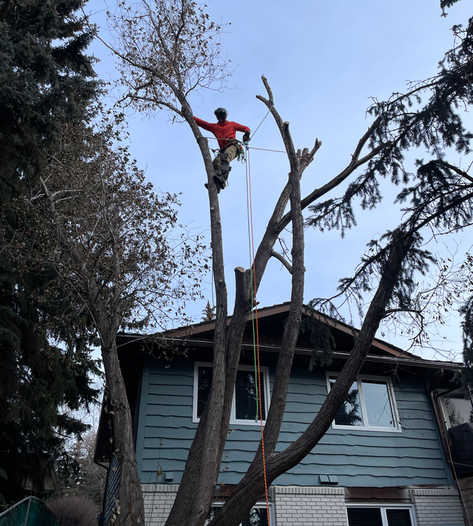 tree removal Dalhousie, tree removal Calgary, AB