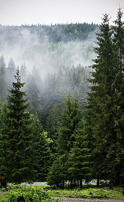 Orman_GettyImages-511389127.jpg