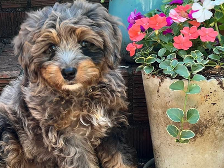 🐾 Happy Tails: A Strong Start, A Lifetime of Love 🐾