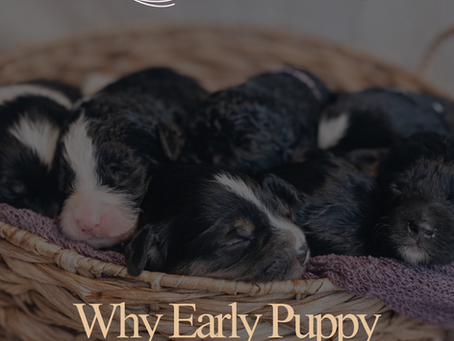 Tiny Paws, Big Beginnings: What’s Happening With Puppies at 2–3 Weeks Old