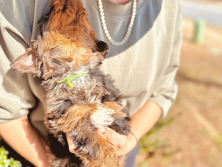 Socializing Your Bernedoodle Puppy the Right Way