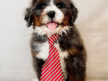 Puppy Energy in Late Winter: How to Prevent Cabin Chaos