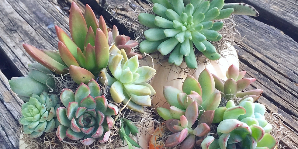 Pumpkin Succulents and Mimosas
