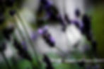 green%2520bokeh%2520and%2520purple%2520s