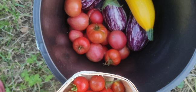 Des légumes frais du jardin chez notre maraîcher en Dordogne..jpg