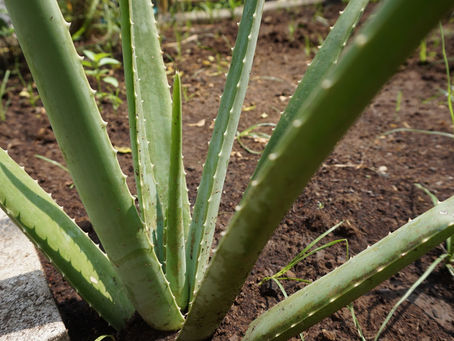 The Green Pharmacy: Harnessing the Power of Medicinal Plants at Home