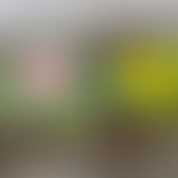 春めいて来ました