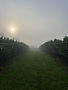 Foggy Morning
