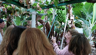 Visites guidées dans les plantation
