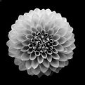 116 Photos Of Geometrical Plants For Symmetry Lovers.jfif