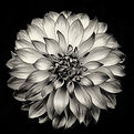 Flower Photography, The Dahlia Project - 24, Dahlia, Fine Art Photography, Black and White
