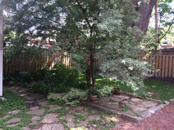 4. Before, back yard clean up 2017