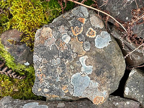 Lichen 2.jpg