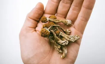 CA_psilocybin_mushroom_iStock-1301782368.webp
