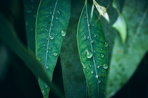 Eucalyptus leaves. branch eucalyptus tree nature background.jpg