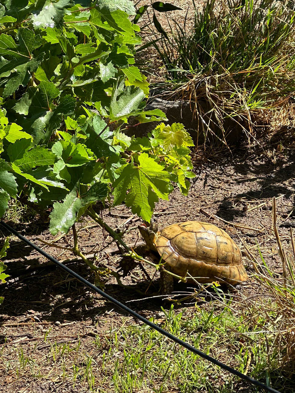 Thumbnail: Patternless Baby Ibera Greek Tortoise
