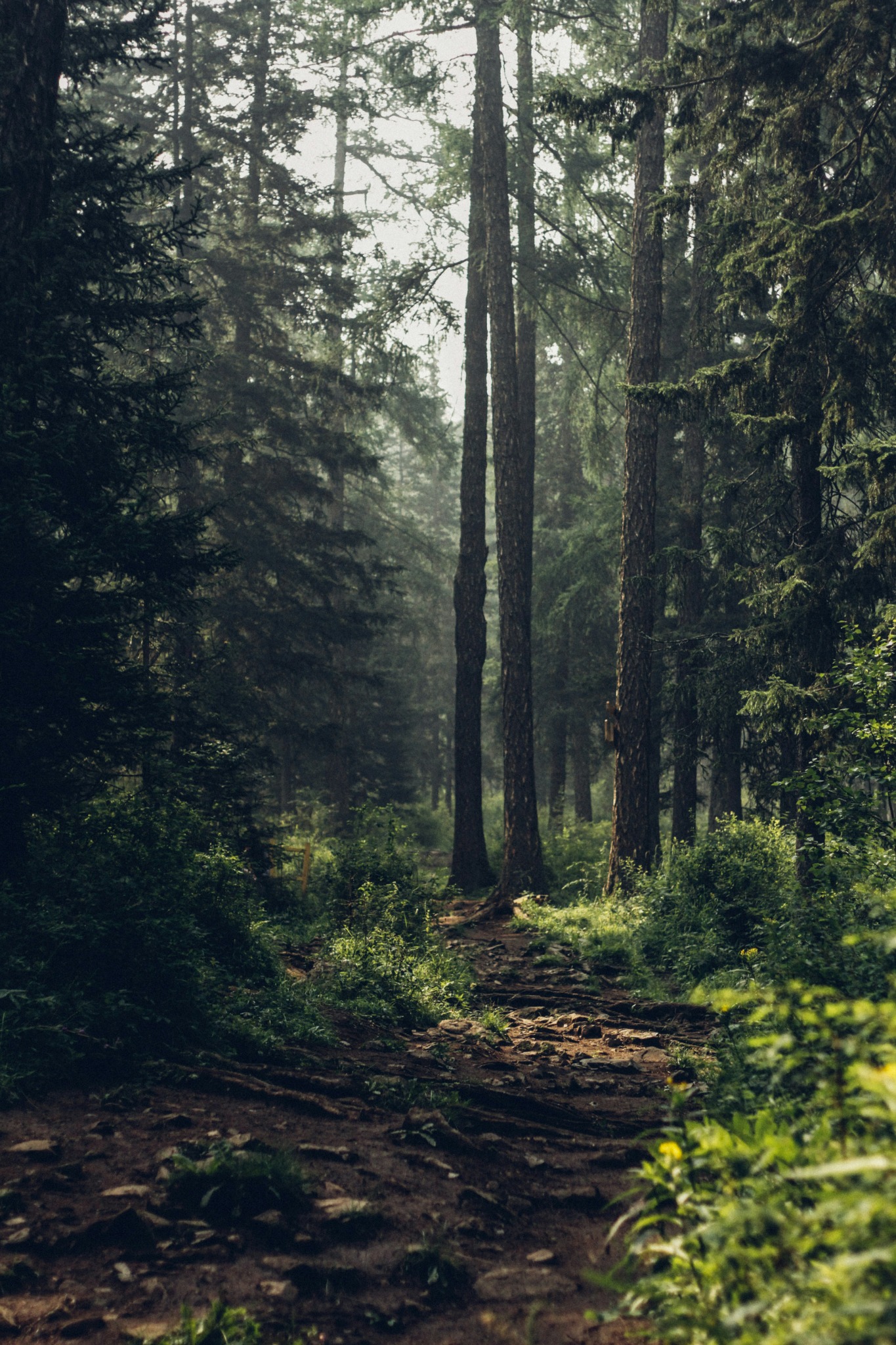 Sunlight filtering through a tranquil woodland in Sologne