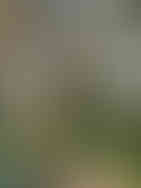 Albis Sparkling Groppello Classic Method