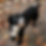 Pia