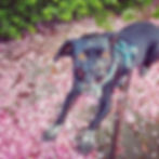Balou