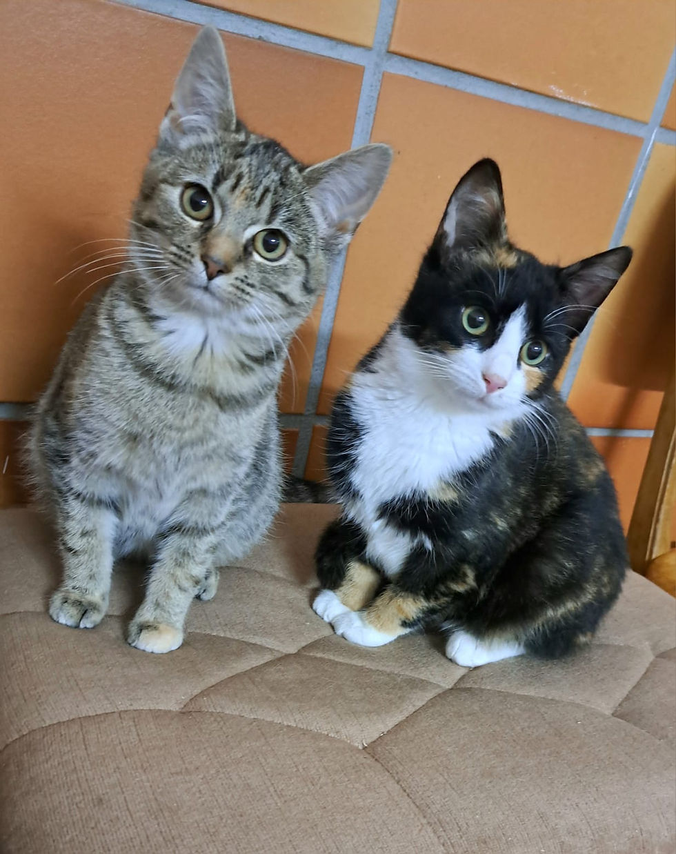 Links_ Coco, Rechts_ Nugget