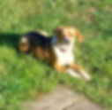 Tessy