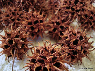 Sweetgum Pods.jpg