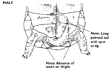 male