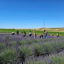 Lavender Festival