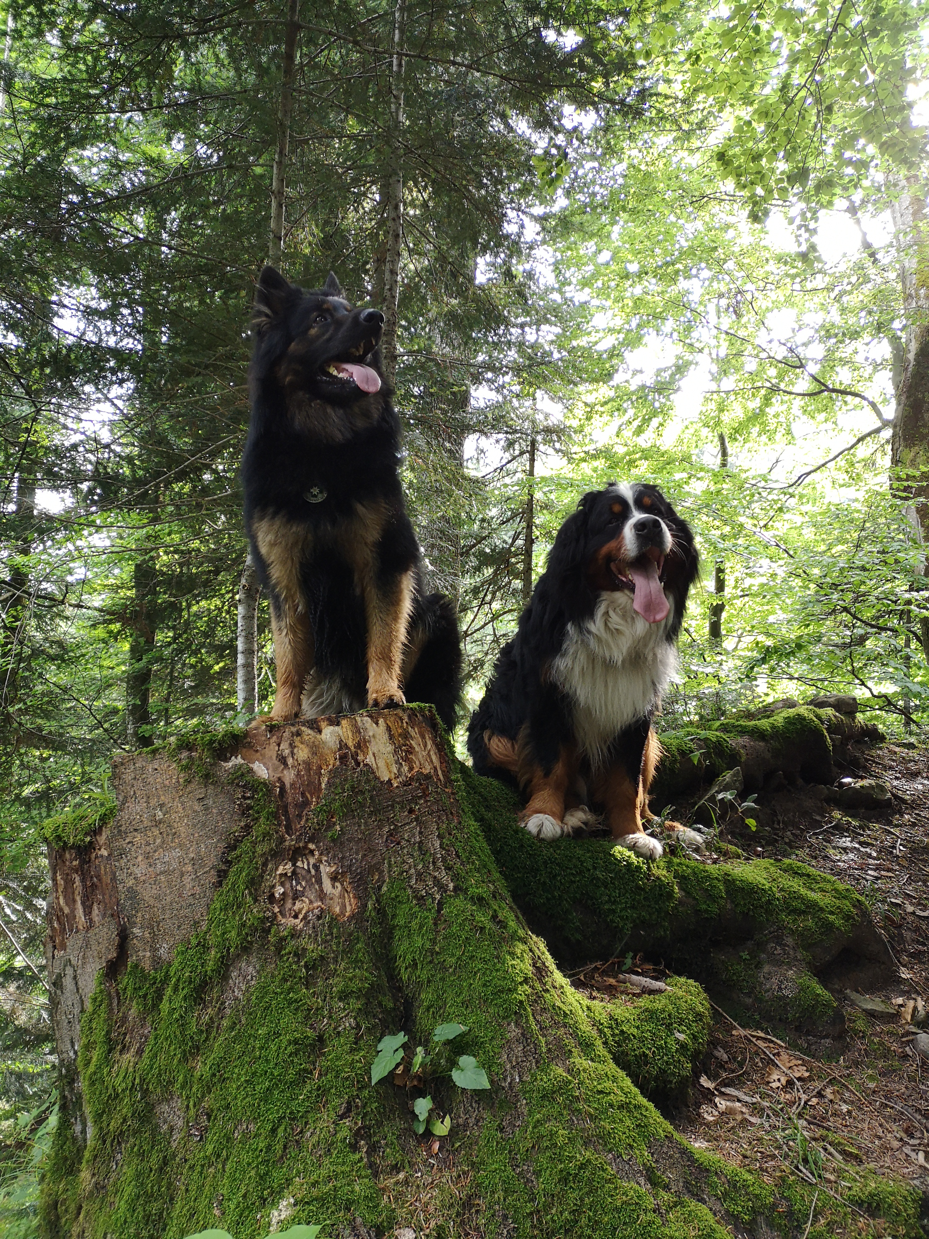 Cosmo und Mirko