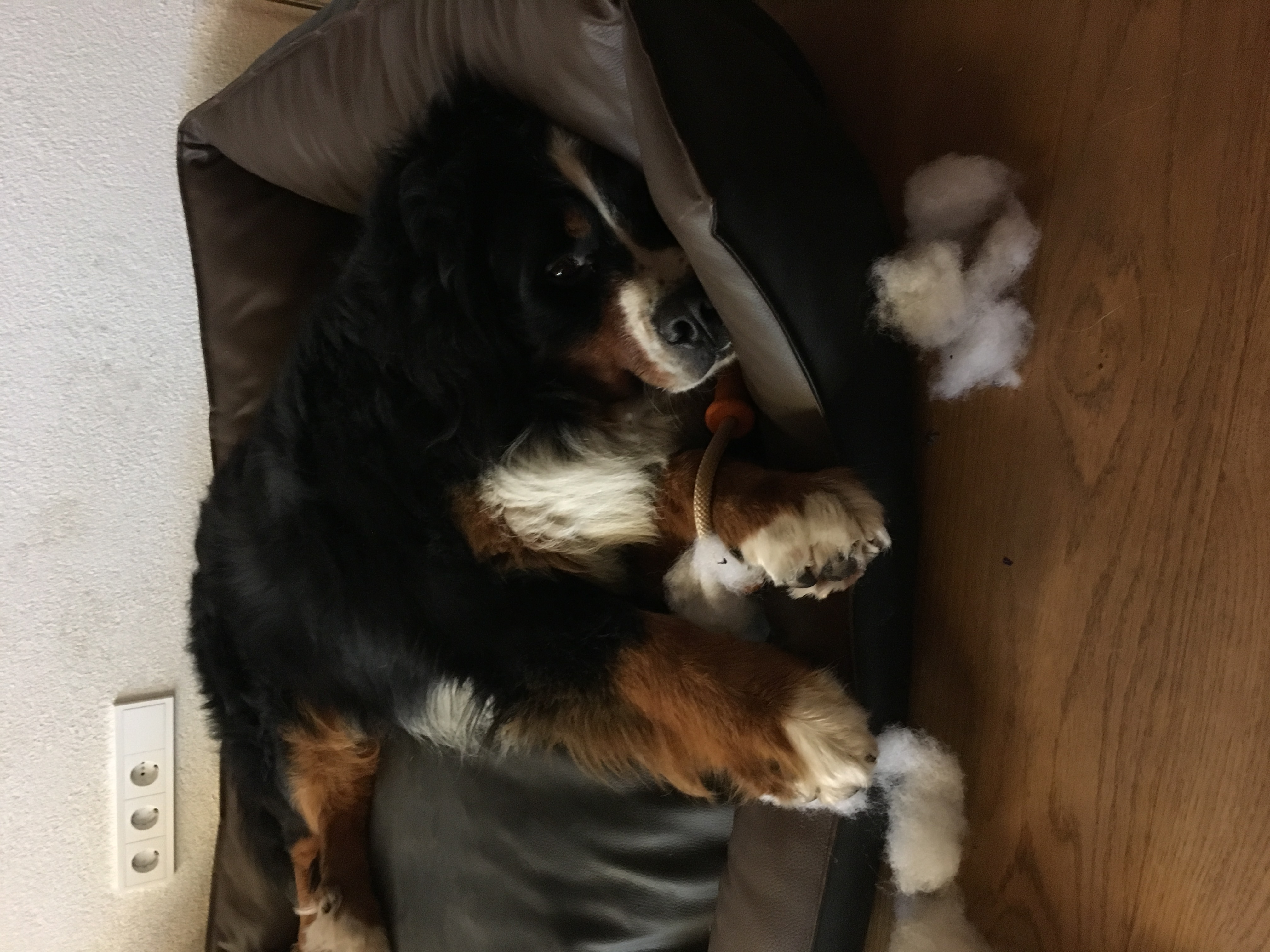 Cosmo