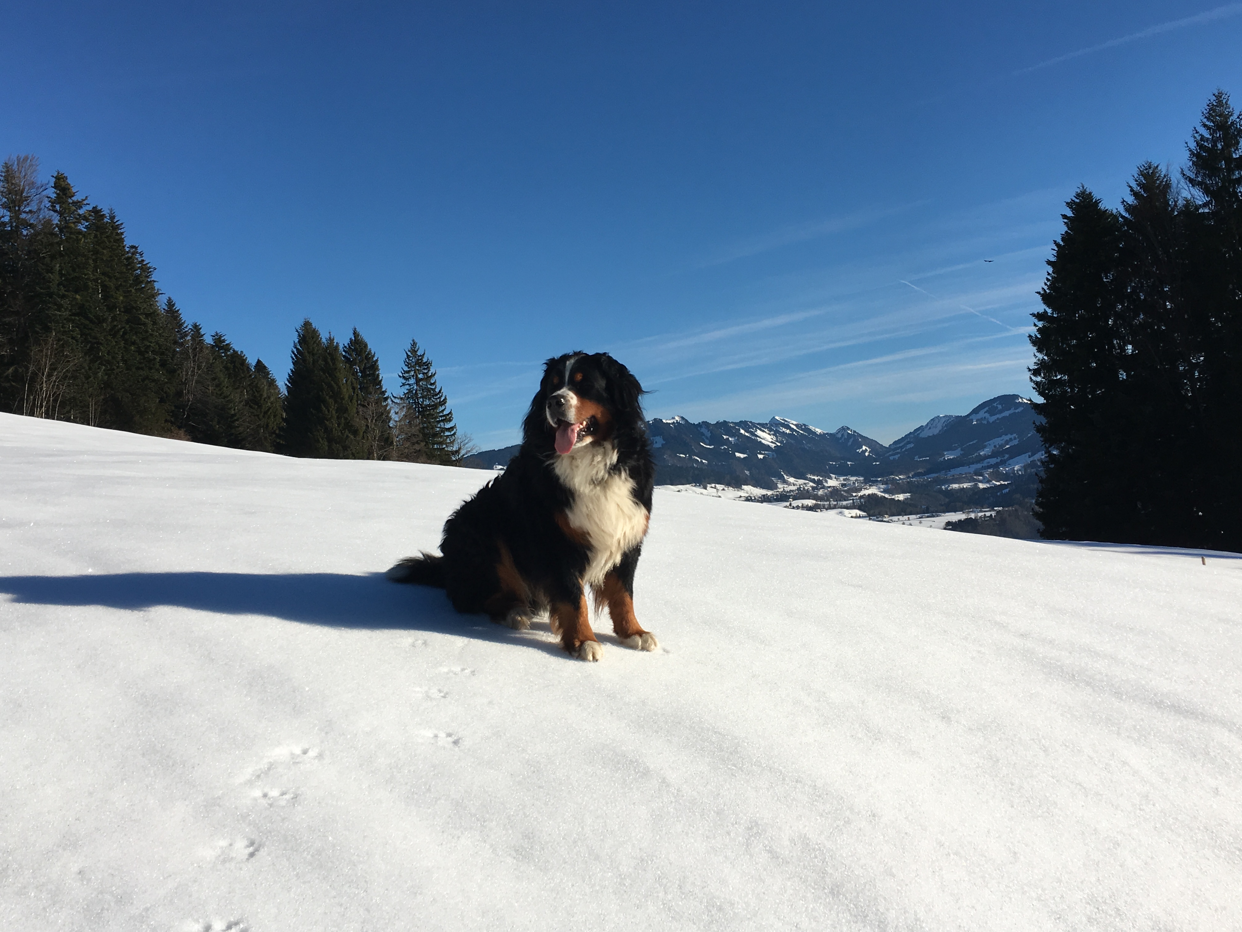 Cosmo