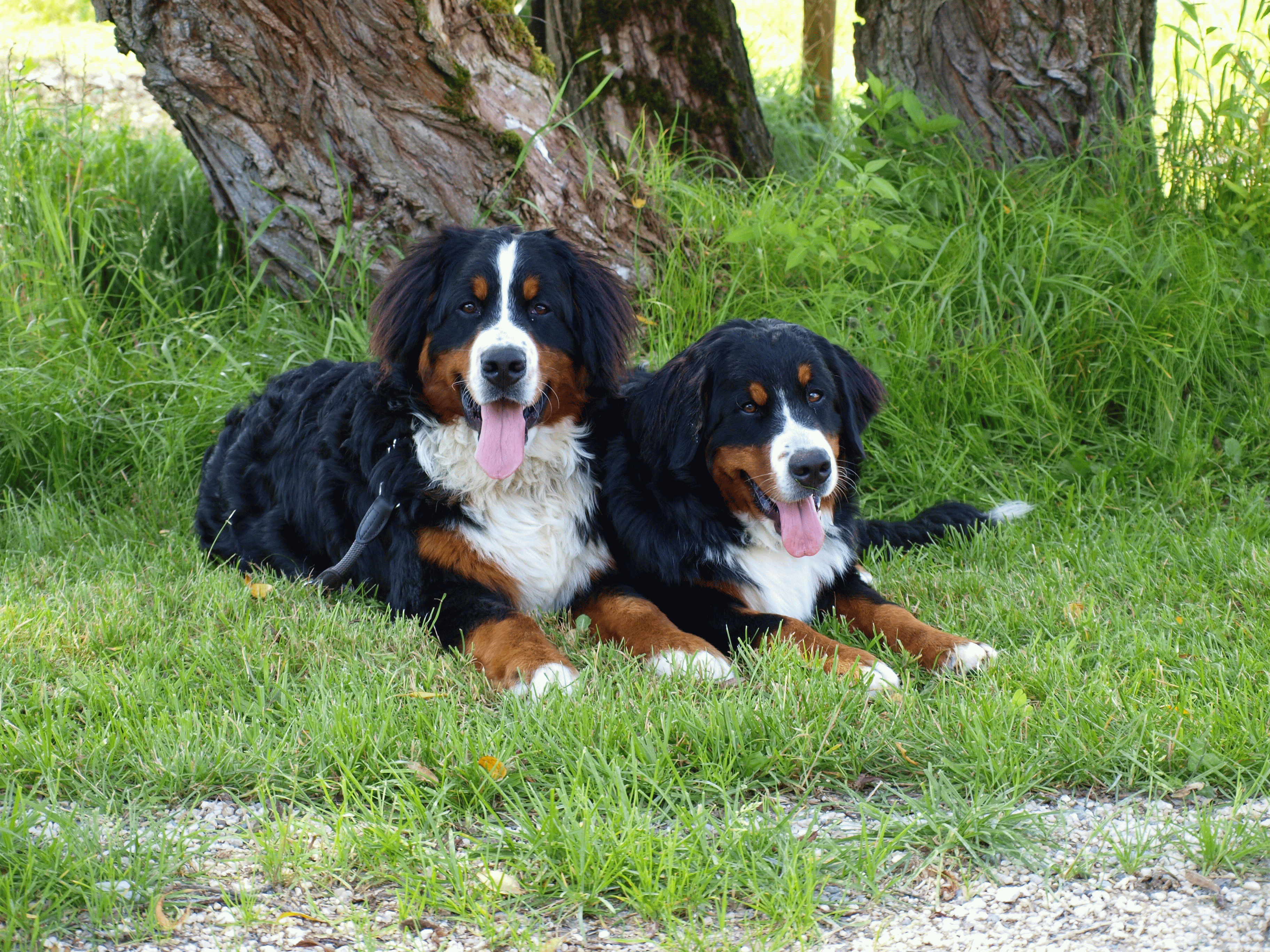 Cosmo & Schwester Cuba