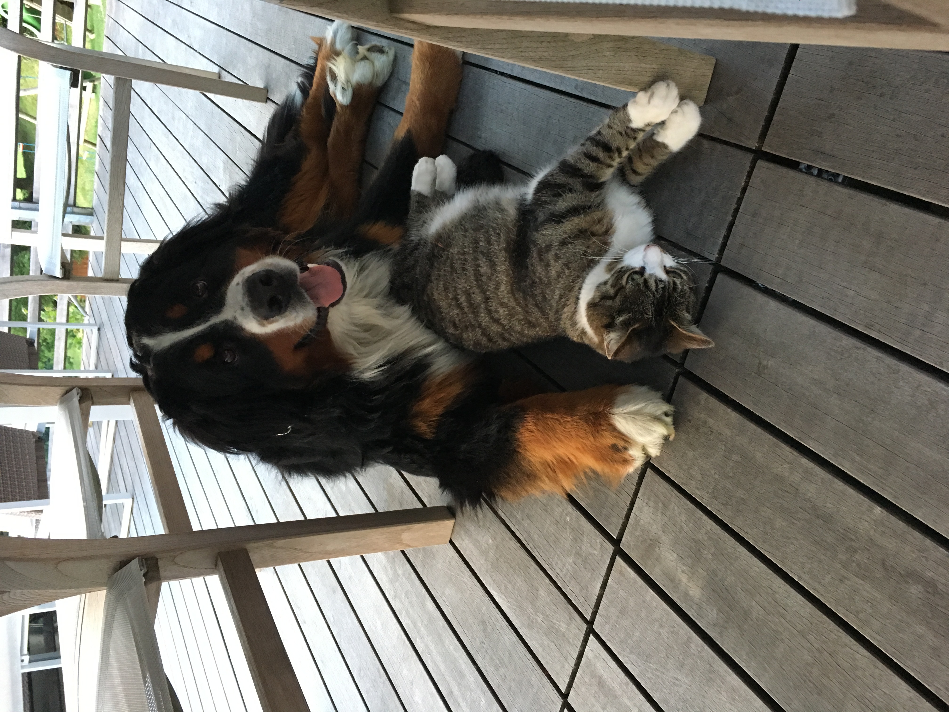 Cosmo & Ronja
