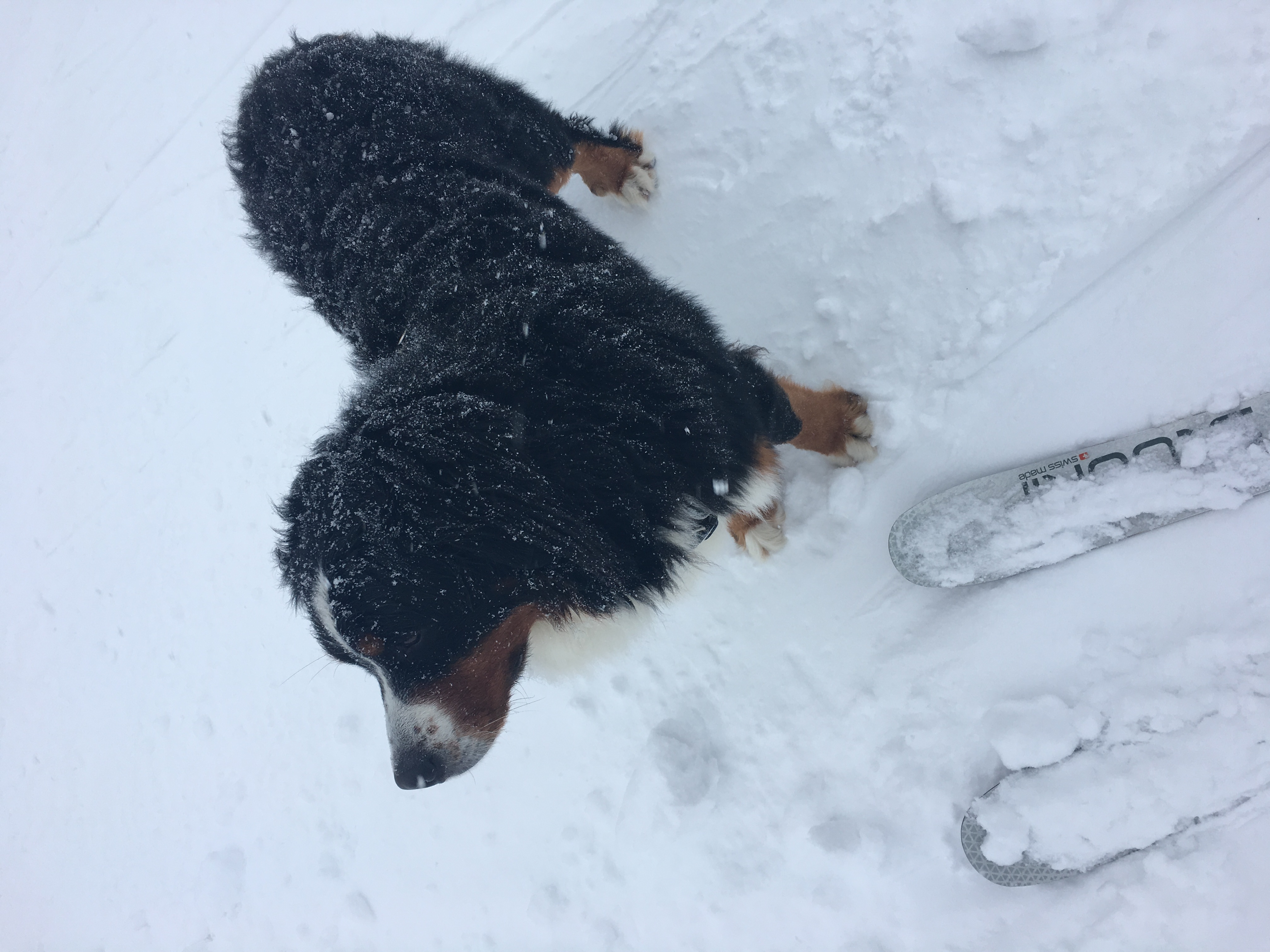 Cosmo