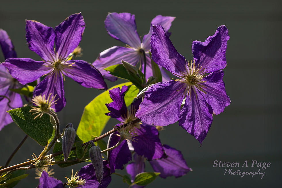 Clematis flowers 2 fb