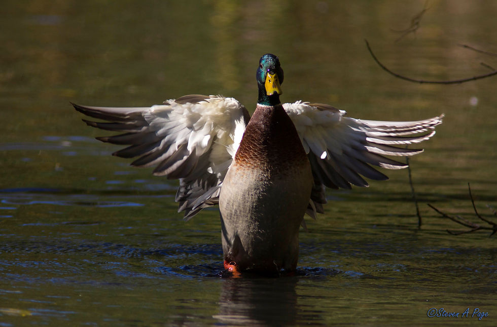 mallard drake 2 fb