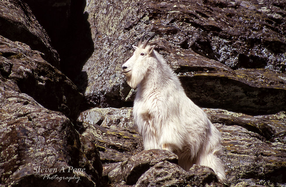 mt goat standing on rock fb