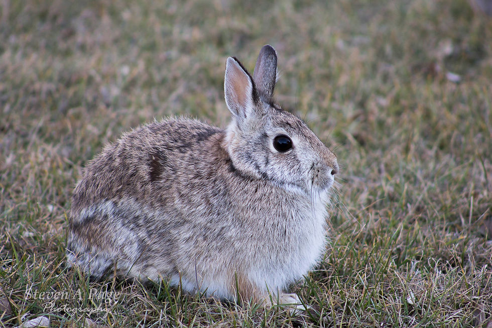 bunnyfb