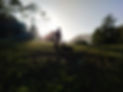 Man's Best Friend Dog Trainer with 3 dogs near Murwillumbah