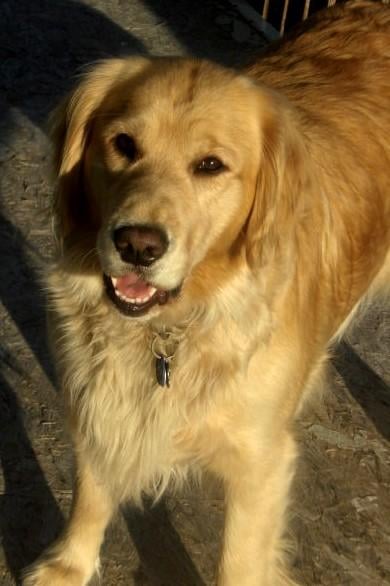 Golden Retriever