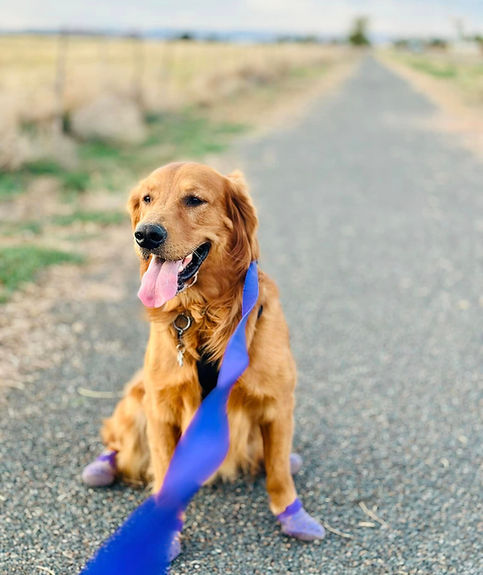 Golden Retriever going for walk on asphalt