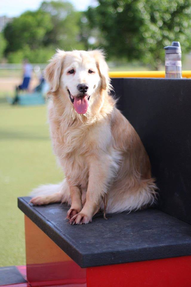 Golden Retriever at the dog park.