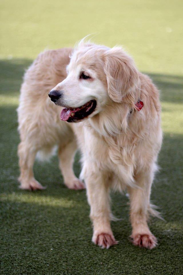 Golden Retriever at the dog park.