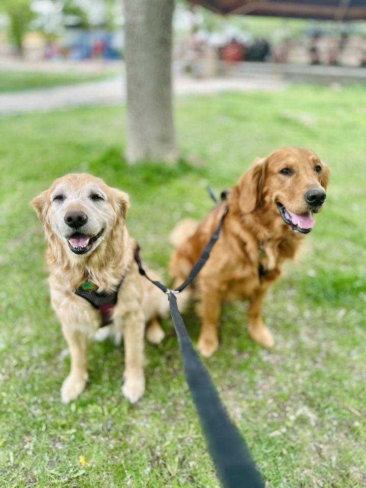 An adult golden retriever lying next to a golden retriever puppy, showing a calm and nurturing bond between the two dogs.
