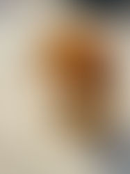 How I Raised A Golden Retriever Puppy Connor During His First Year