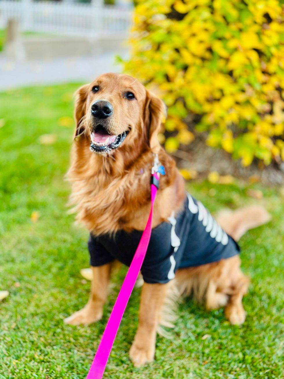 Exploring Halloween Decor on Mount Vernon Street in Prescott, Arizona