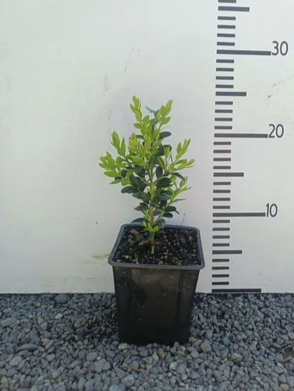 Buxus sempervirens