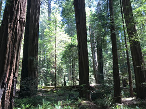 The magic of a forest